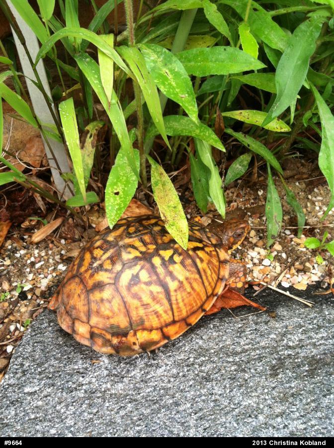 Eastern Box Turtle