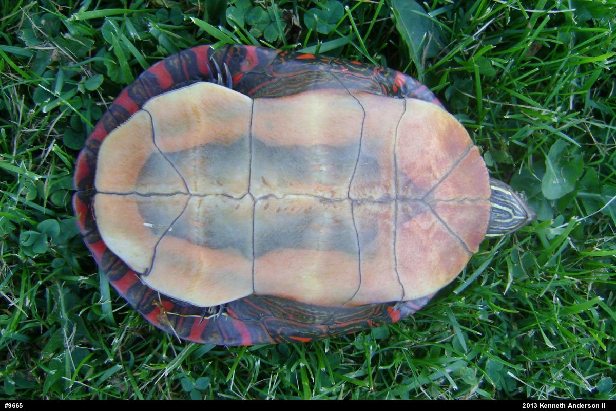 Midland Painted Turtle