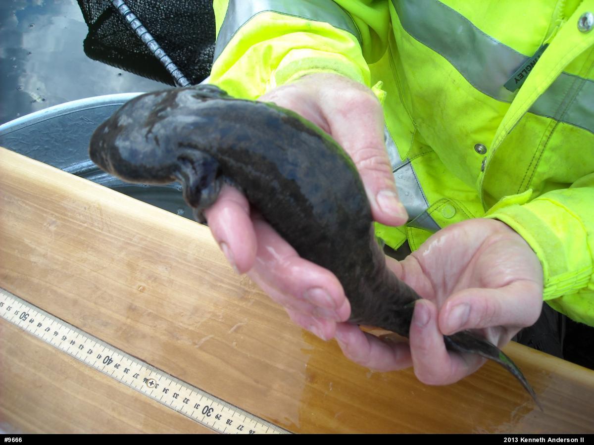 Common Mudpuppy