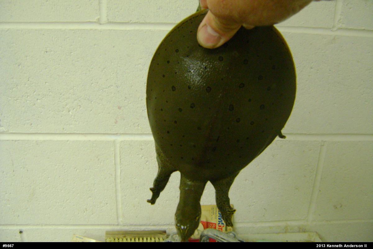Eastern Spiny Softshell