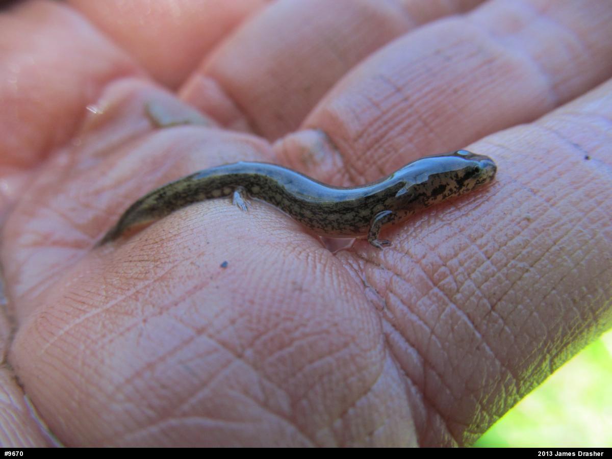 Northern Two-lined Salamander