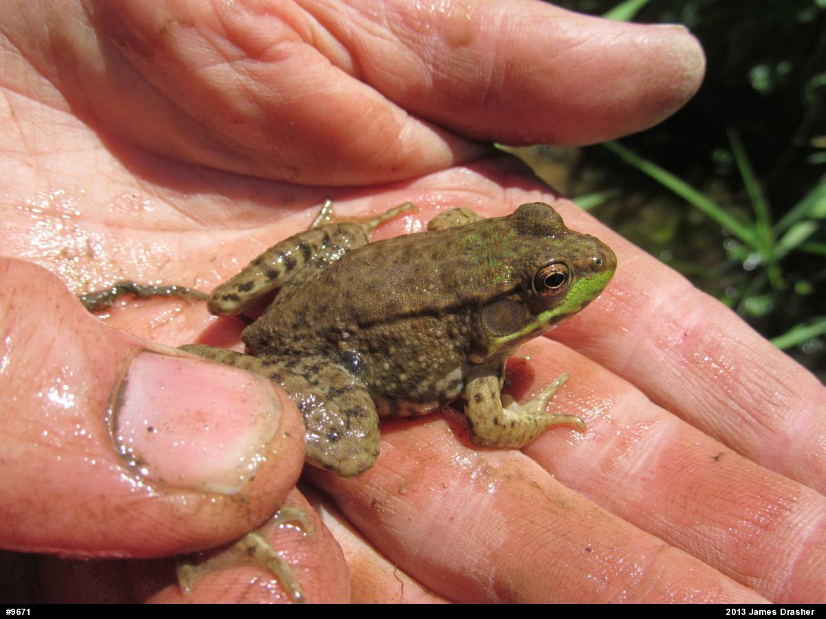 Green Frog
