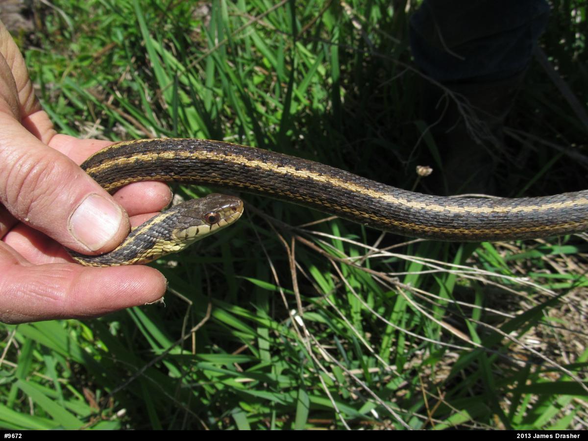 Eastern Gartersnake