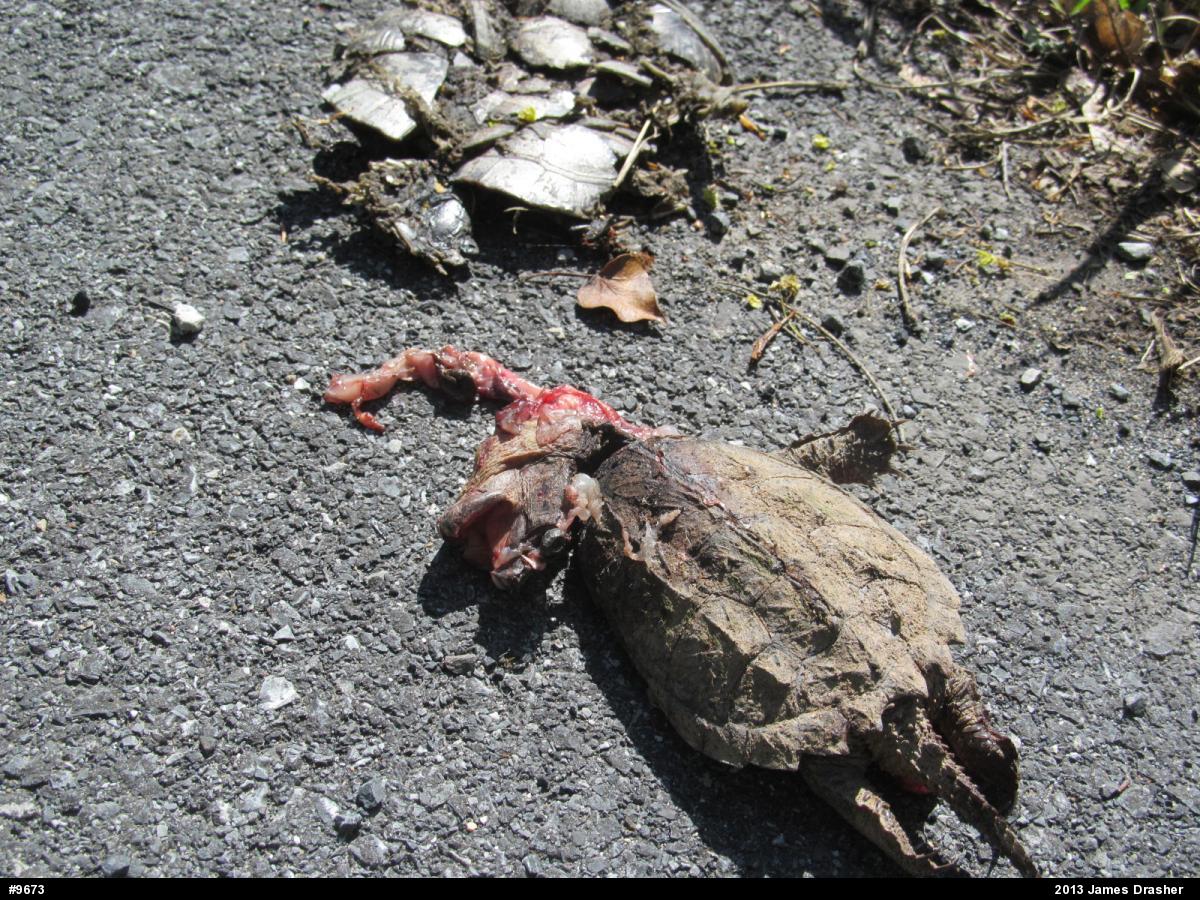 Snapping Turtle