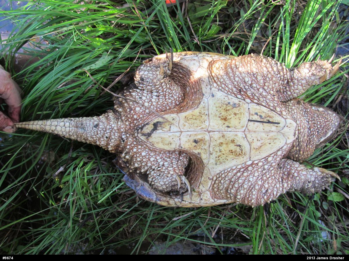 Snapping Turtle