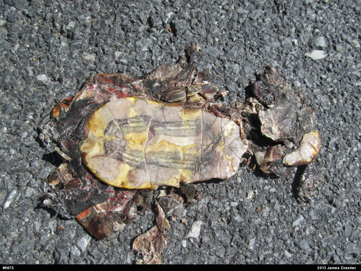 Painted Turtle