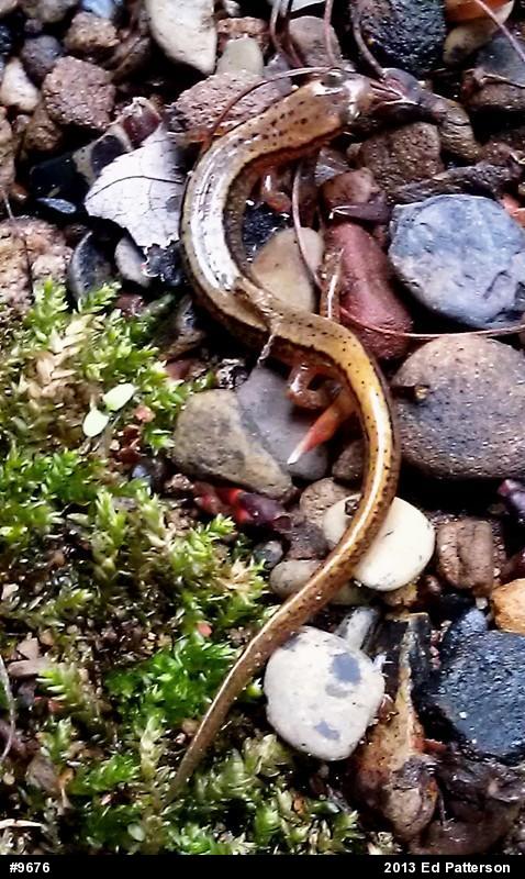 Northern Two-lined Salamander