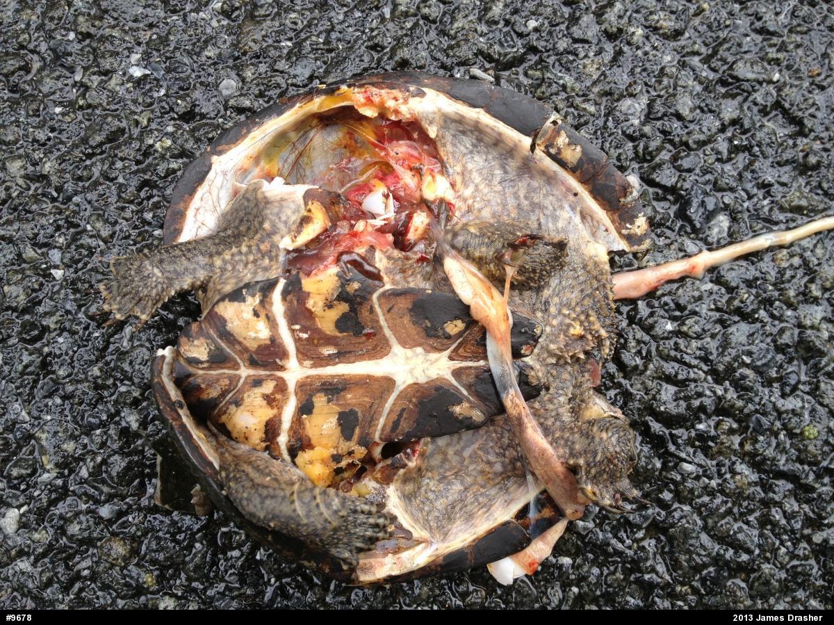 Eastern Musk Turtle