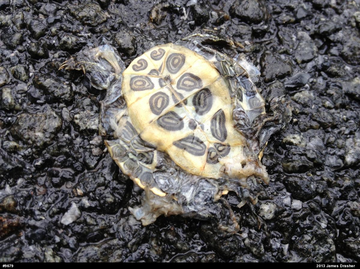 Pond Slider