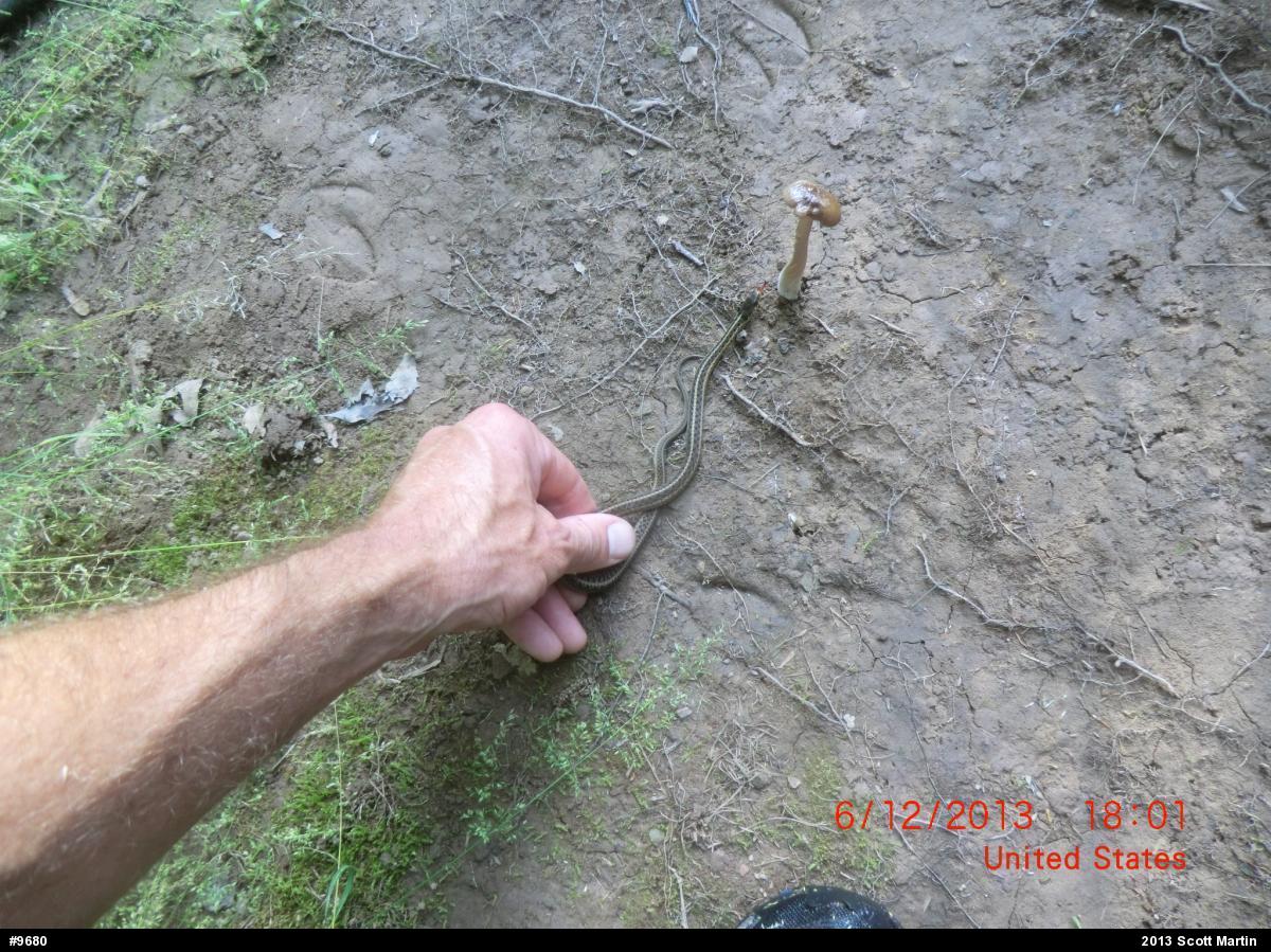 Eastern Gartersnake