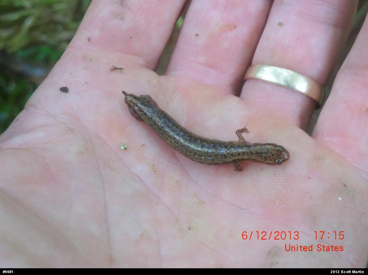 Northern Two-lined Salamander