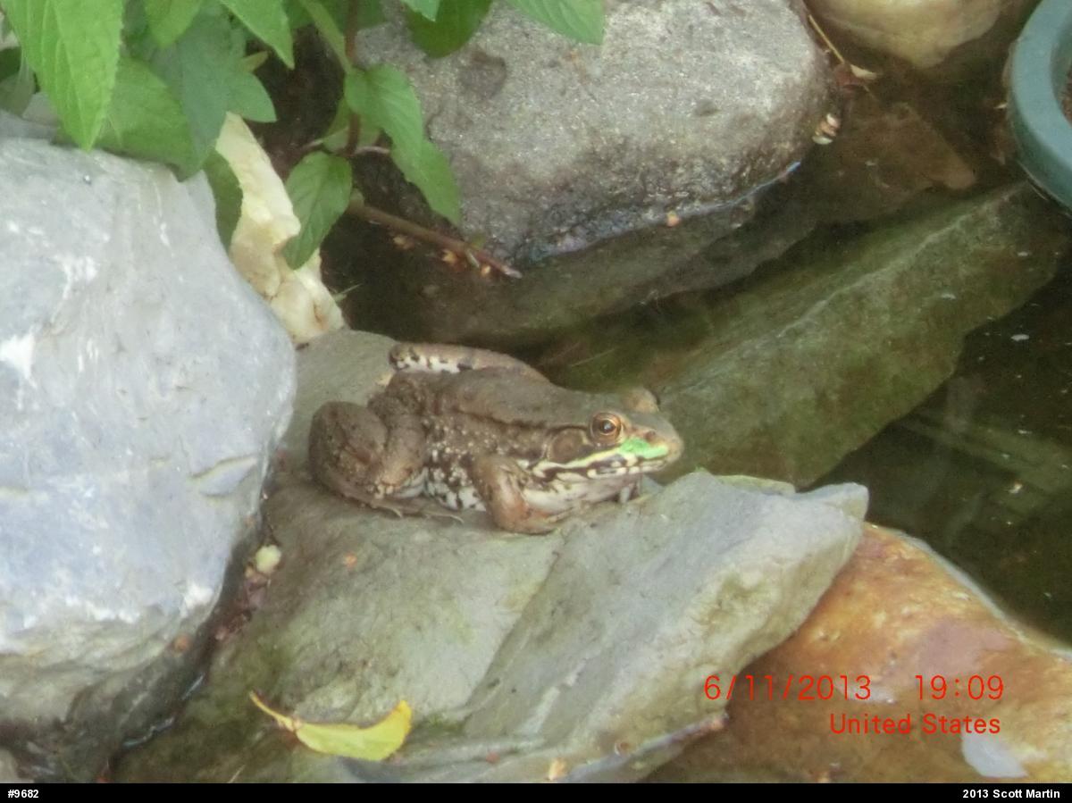 Green Frog