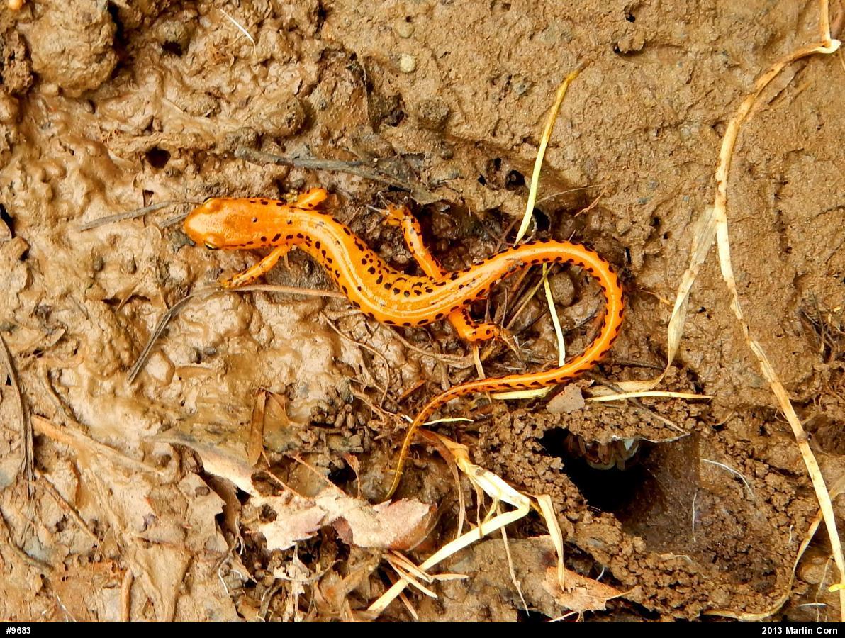 Eastern Long-tailed Salamander