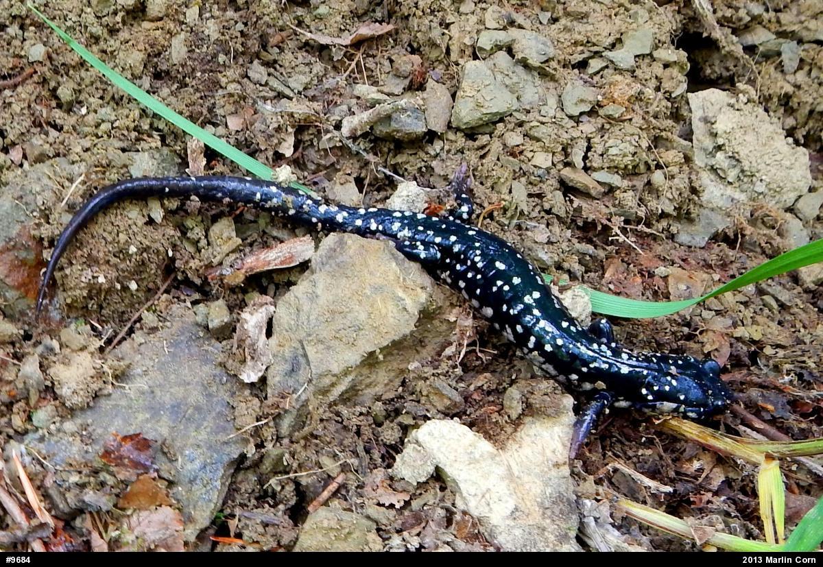 Northern Slimy Salamander