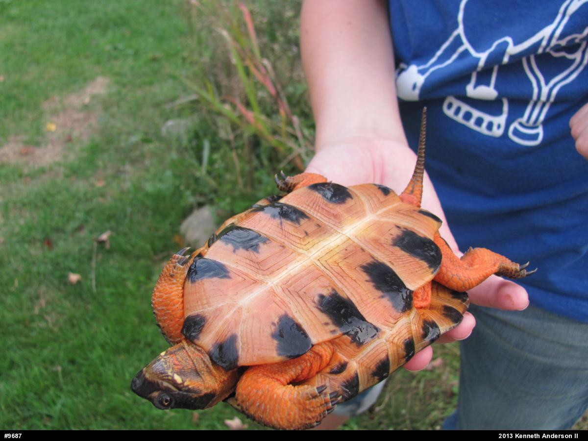 Wood Turtle