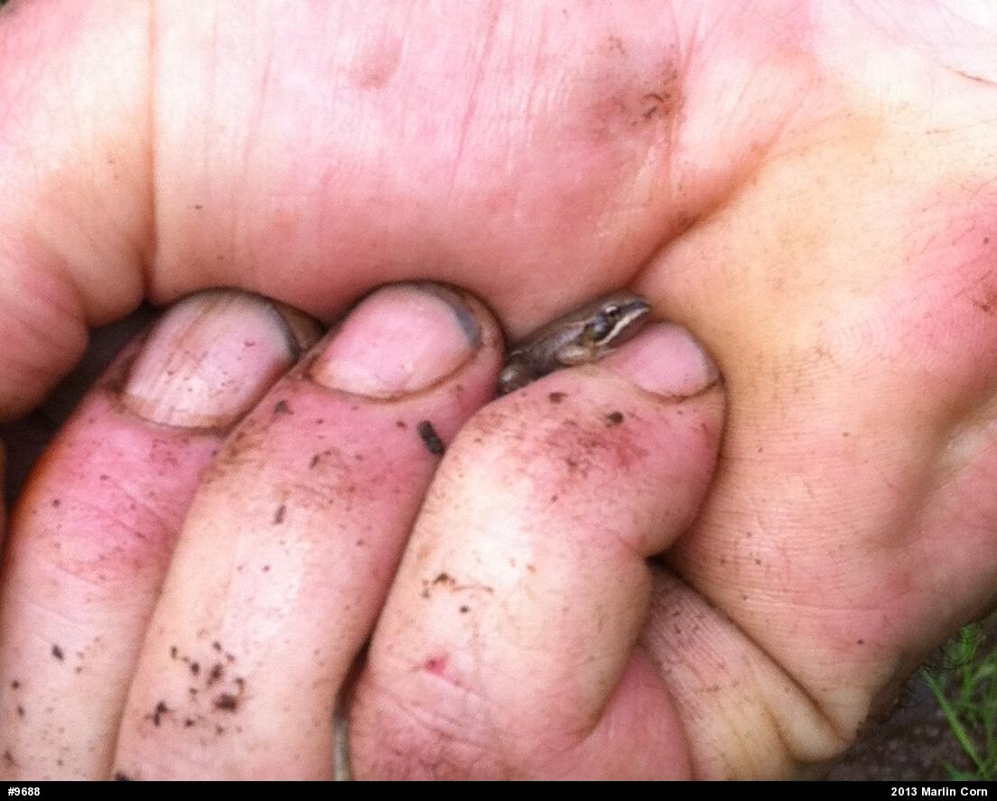 Wood Frog