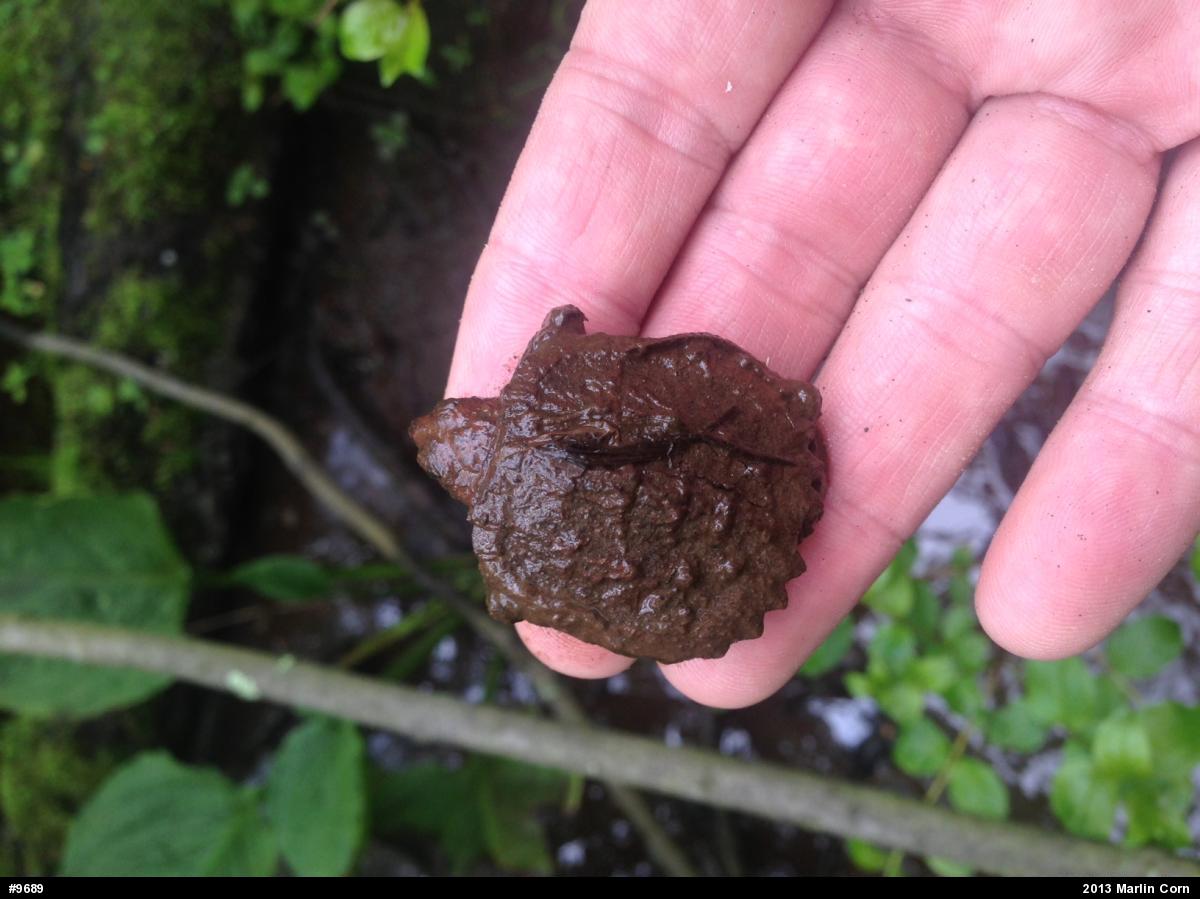 Snapping Turtle