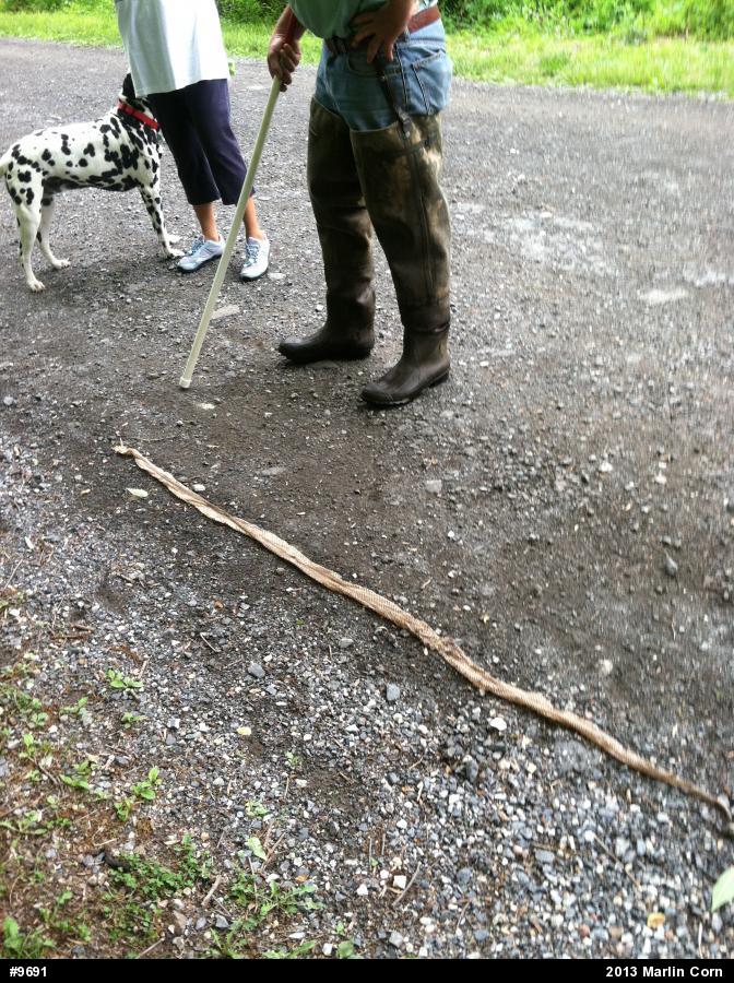 Eastern Ratsnake