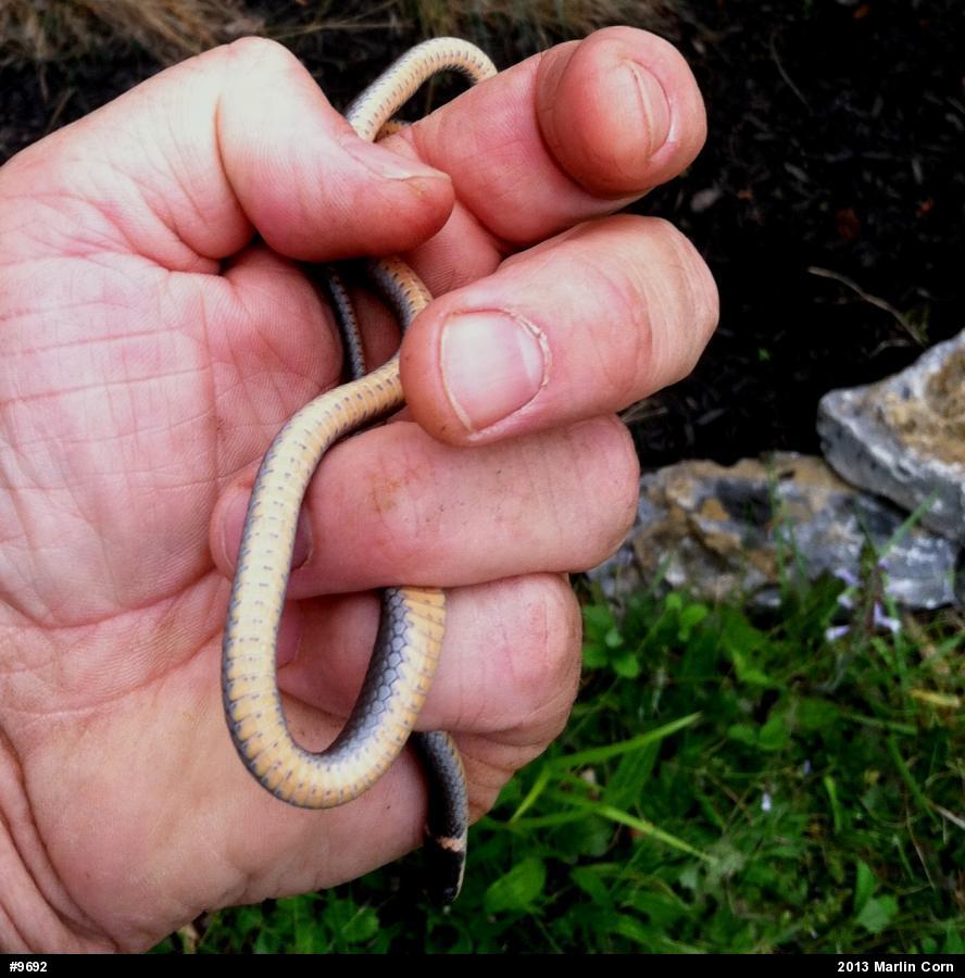 Northern Ring-necked Snake