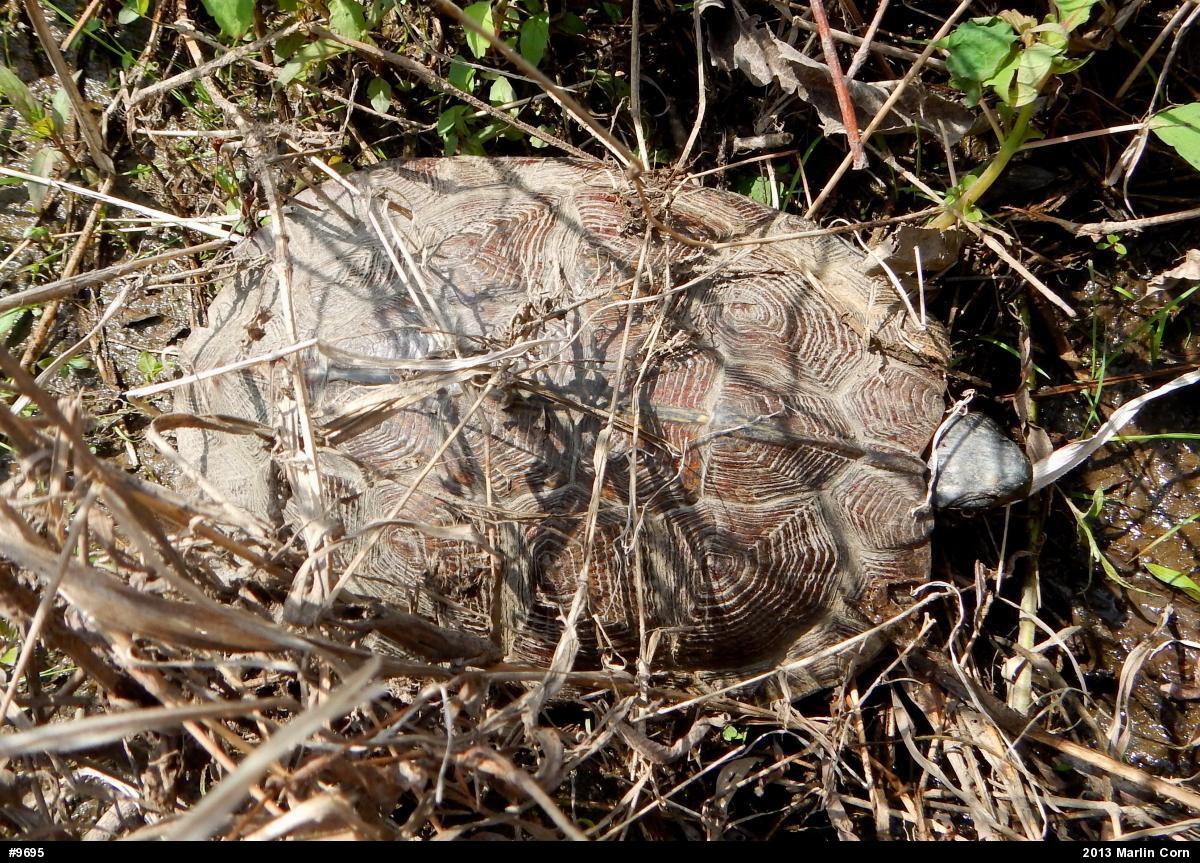 Wood Turtle