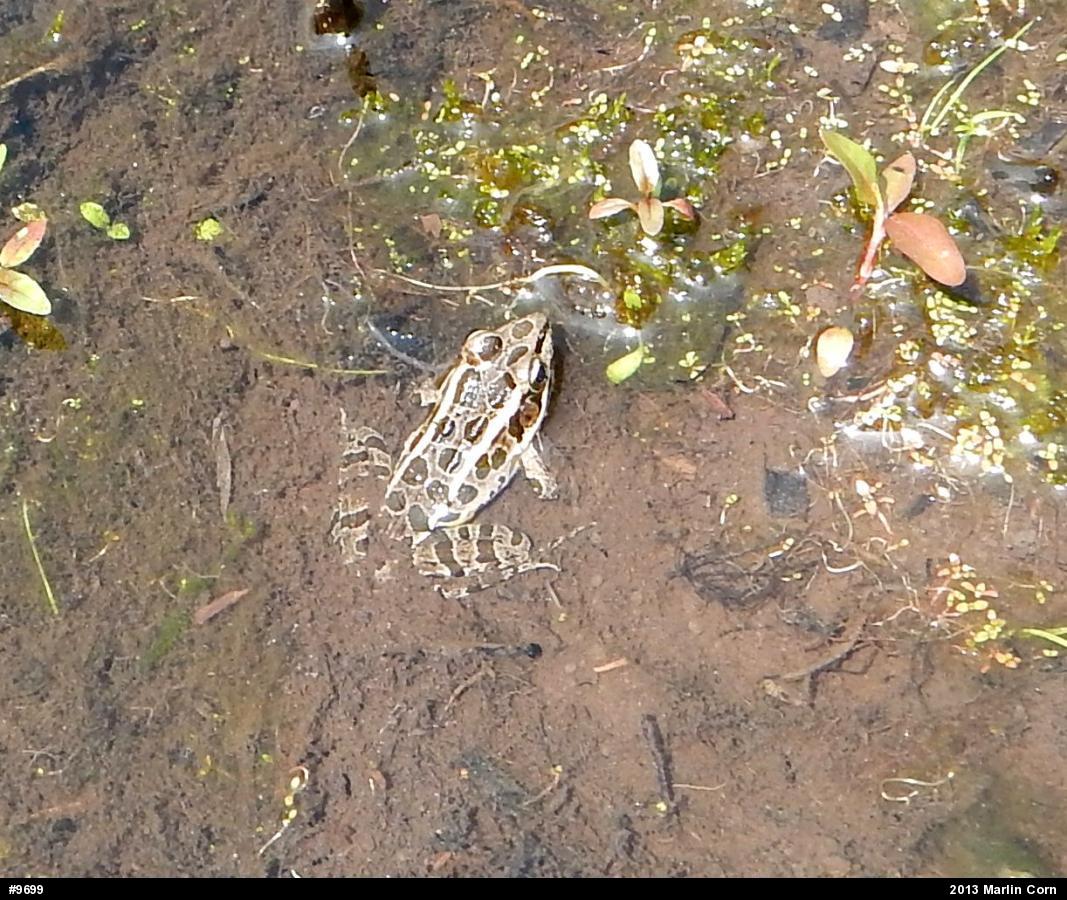 Pickerel Frog