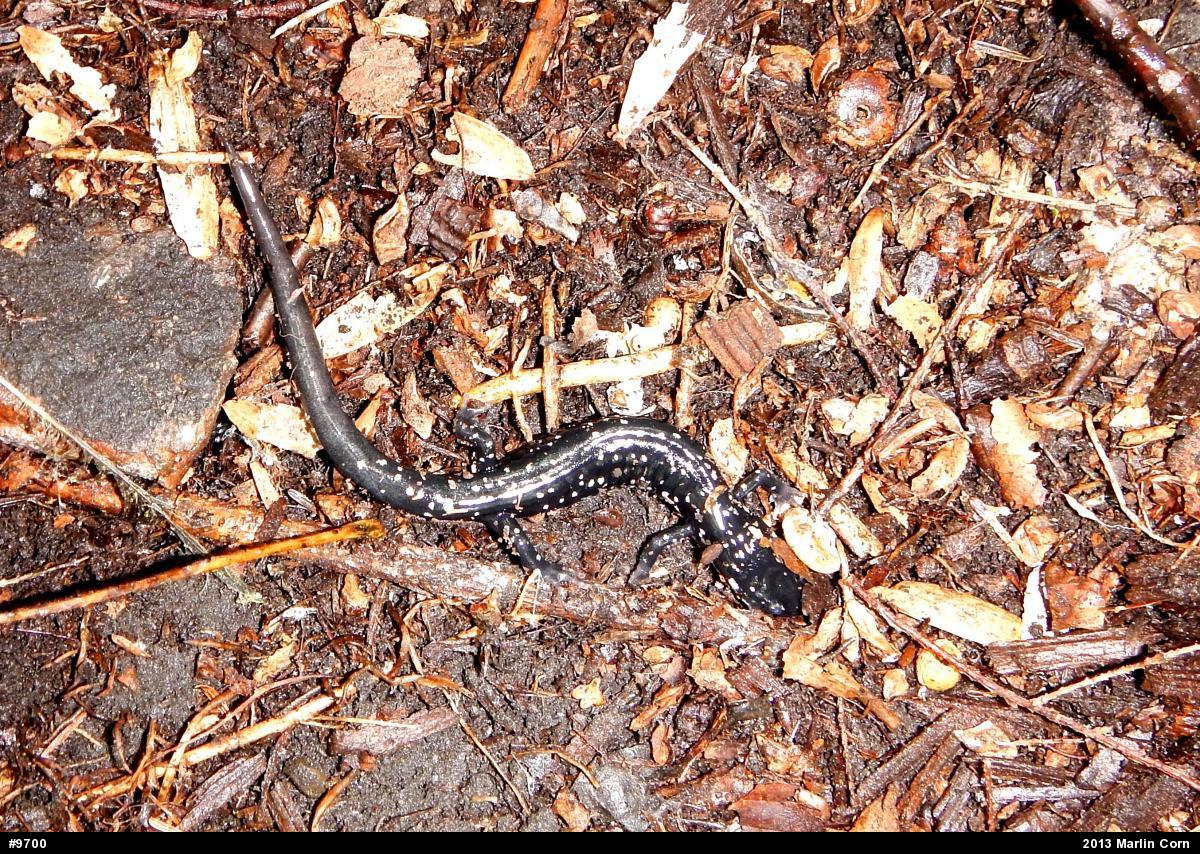 Northern Slimy Salamander