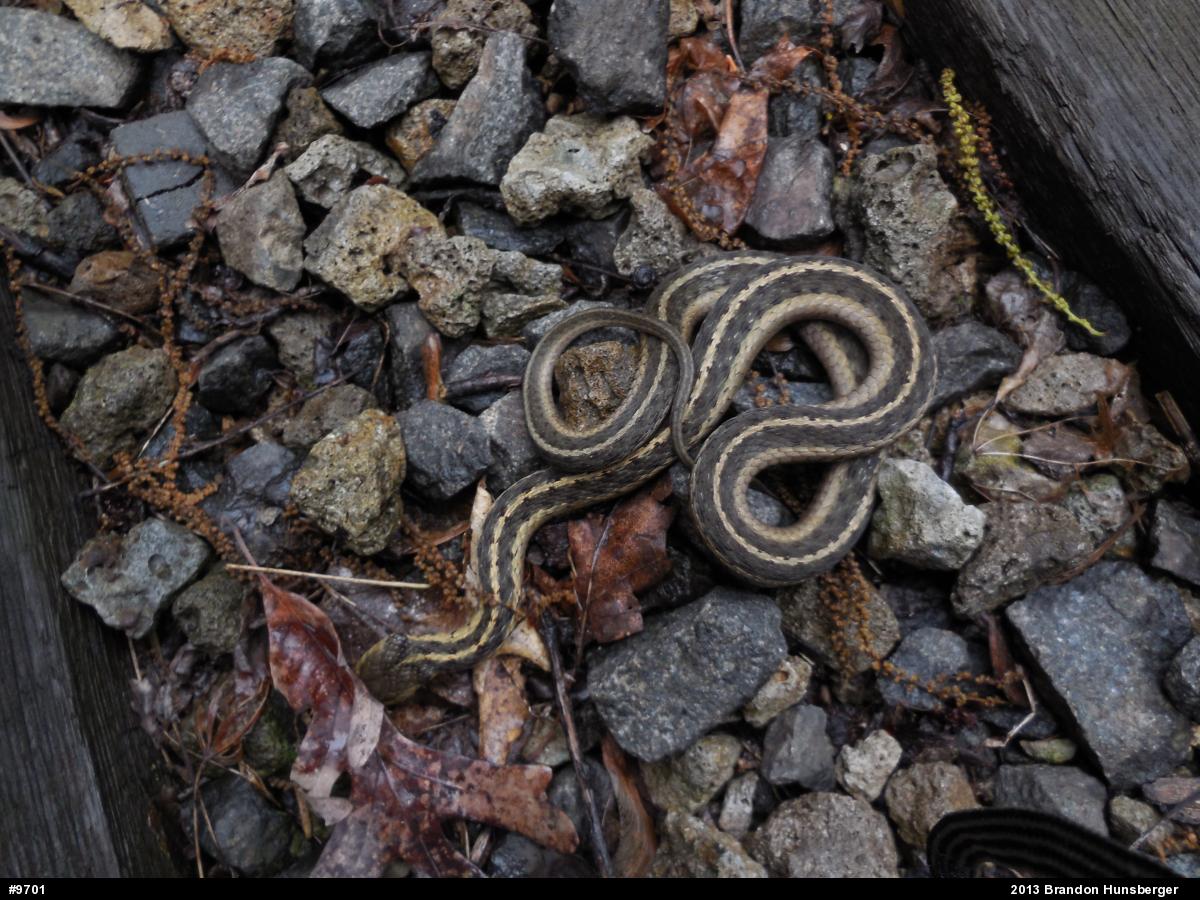 Eastern Gartersnake
