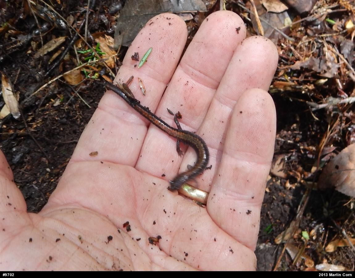 Eastern Red-backed  Salamander