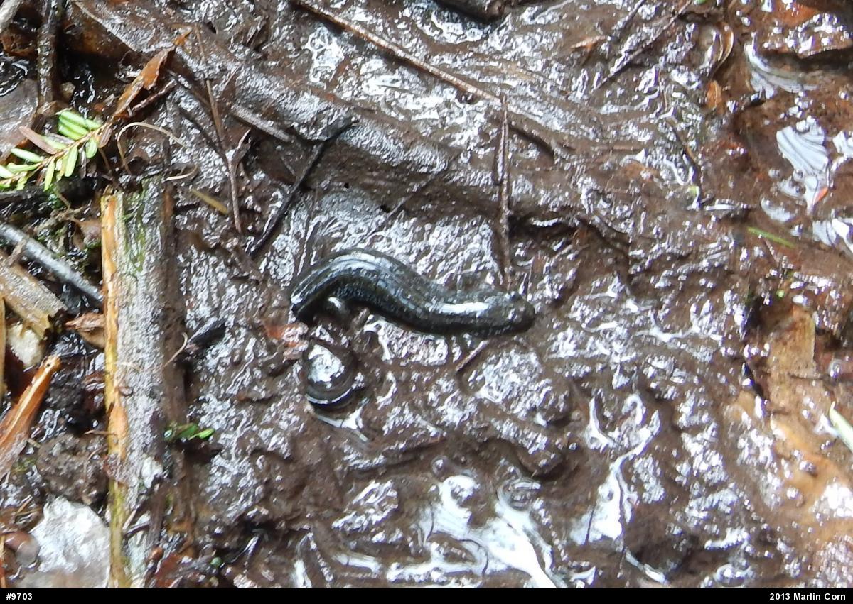 Northern Dusky Salamander