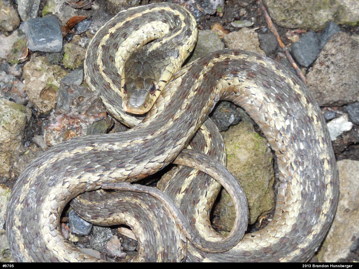 Eastern Gartersnake