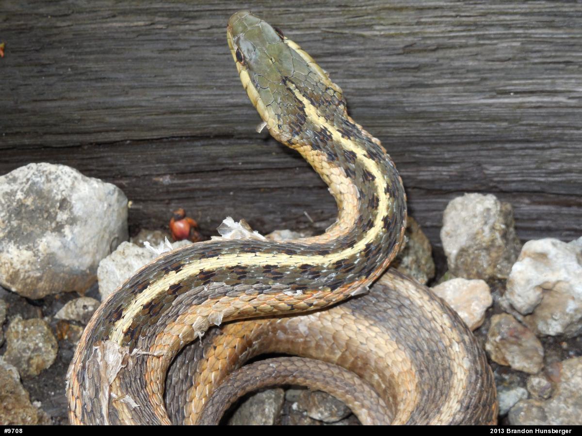 Eastern Gartersnake