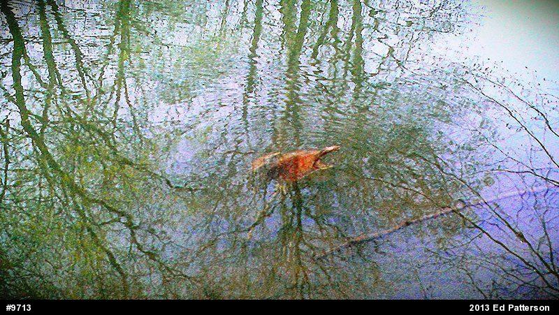 Softshells