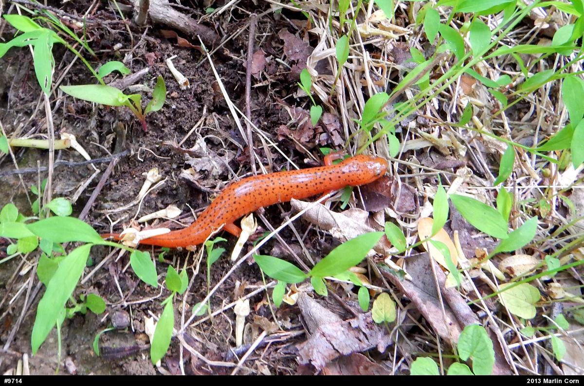 Northern Red Salamander