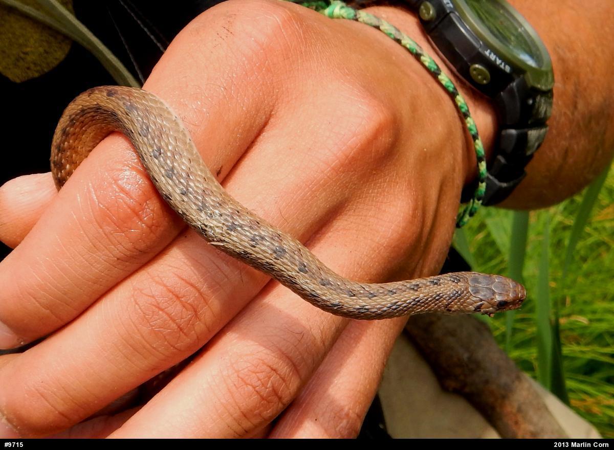 Dekay's Brownsnake