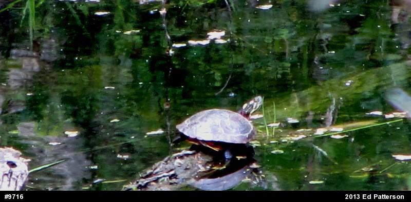 Painted Turtle