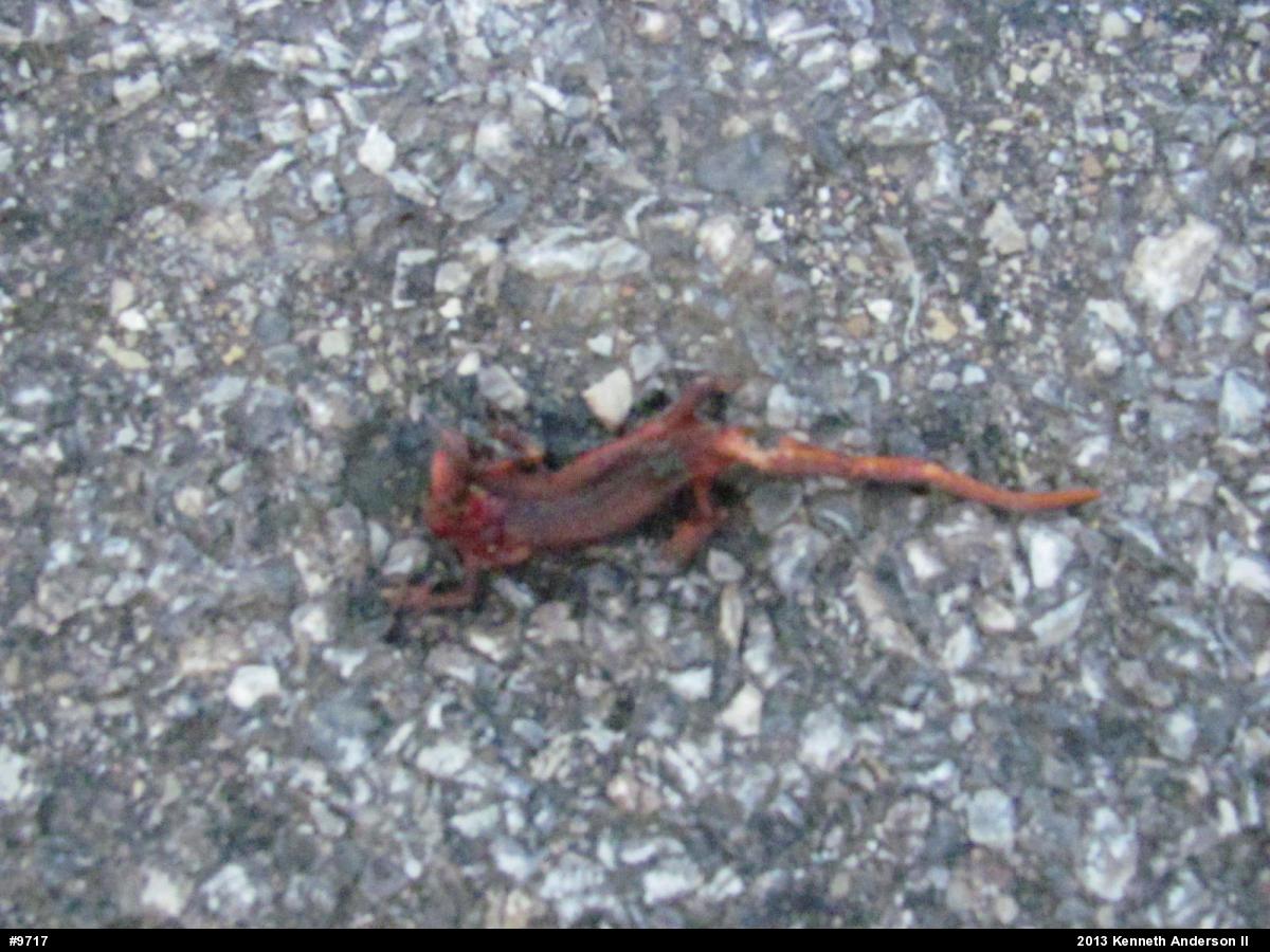 Red-spotted Newt