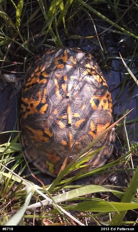 Eastern Box Turtle