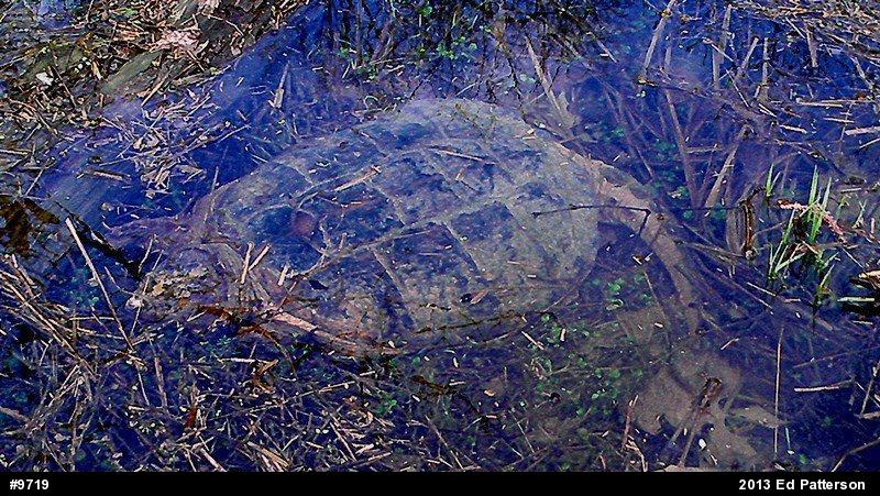 Snapping Turtle