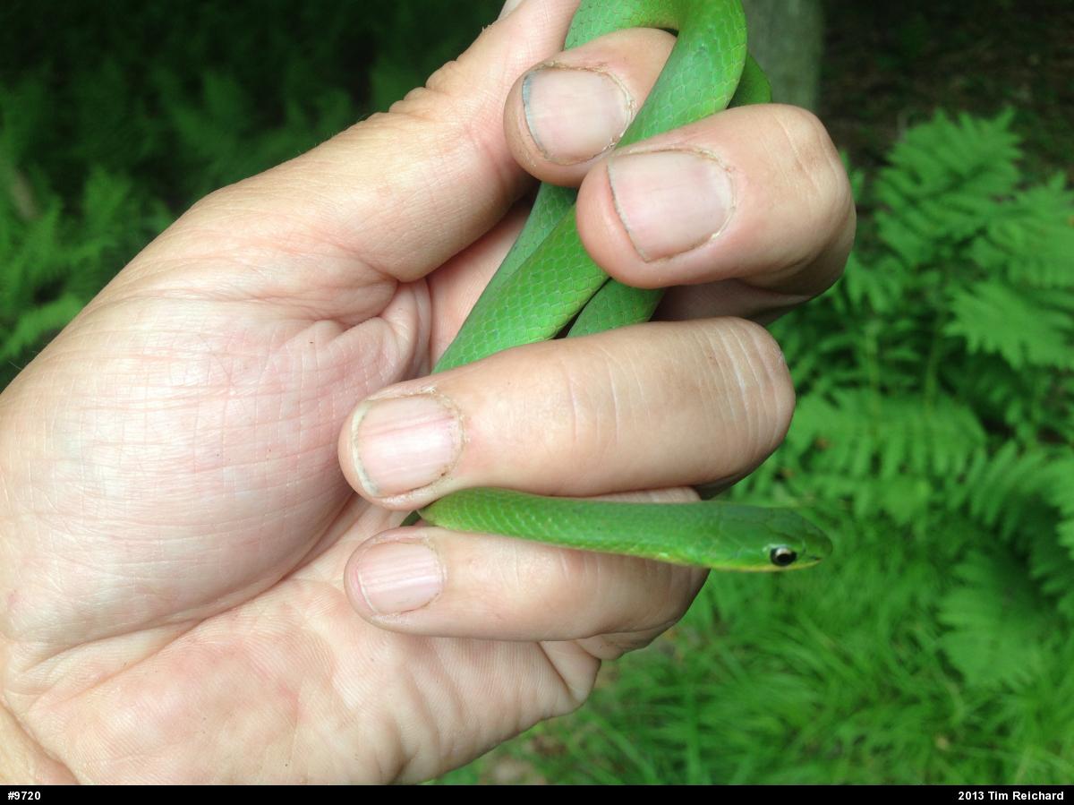 Smooth Greensnake