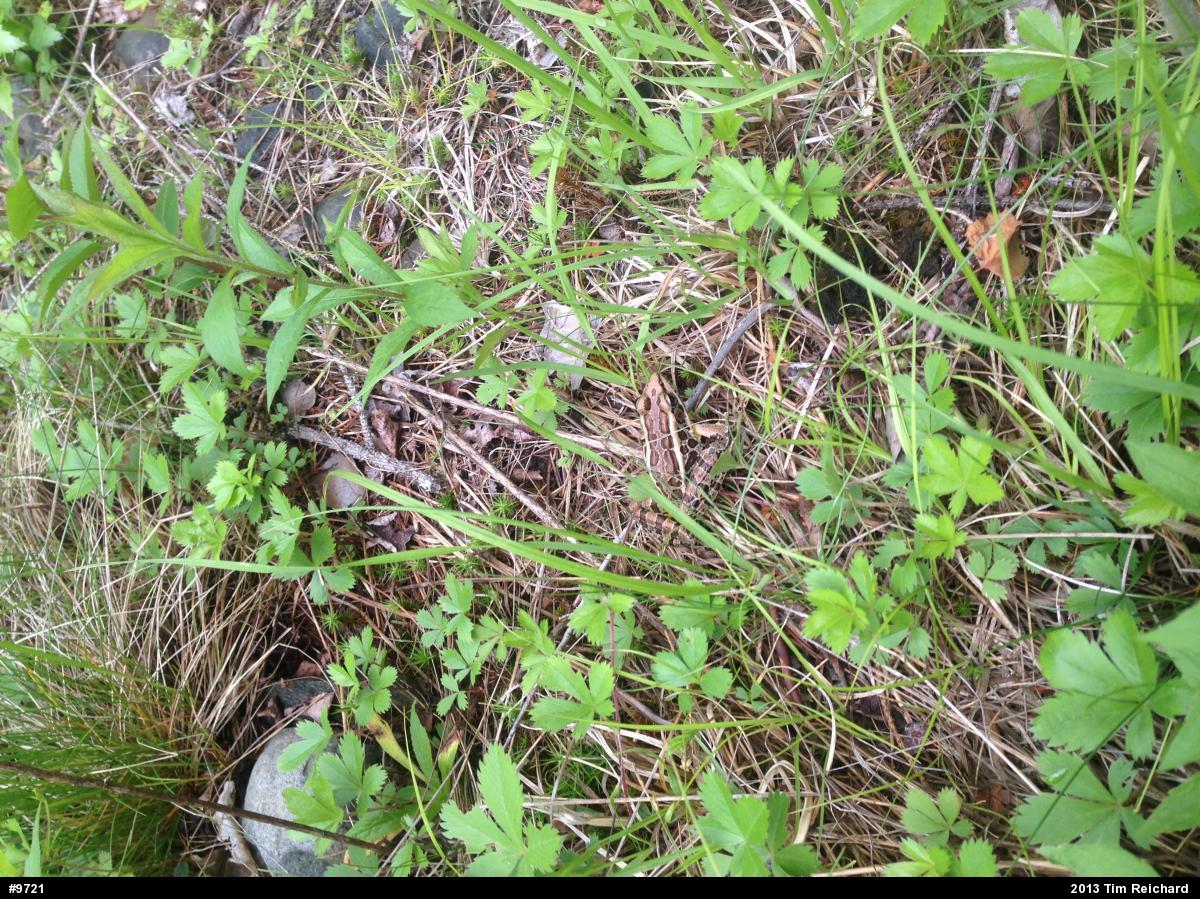 Pickerel Frog