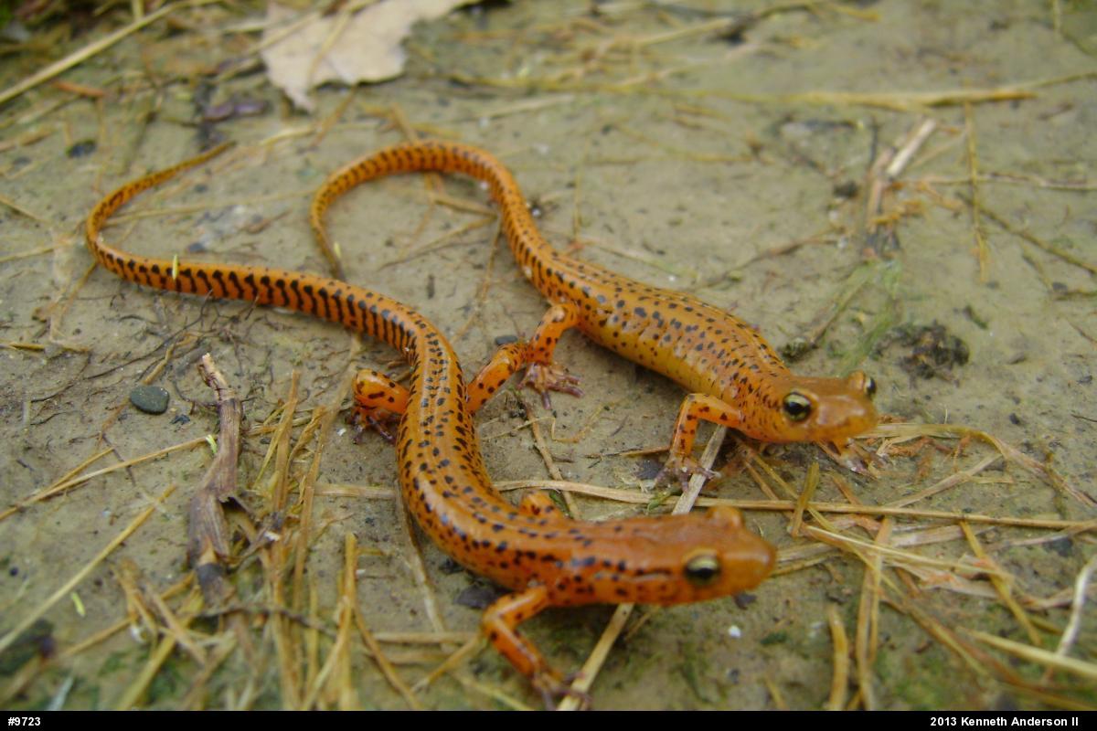 Eastern Long-tailed Salamander
