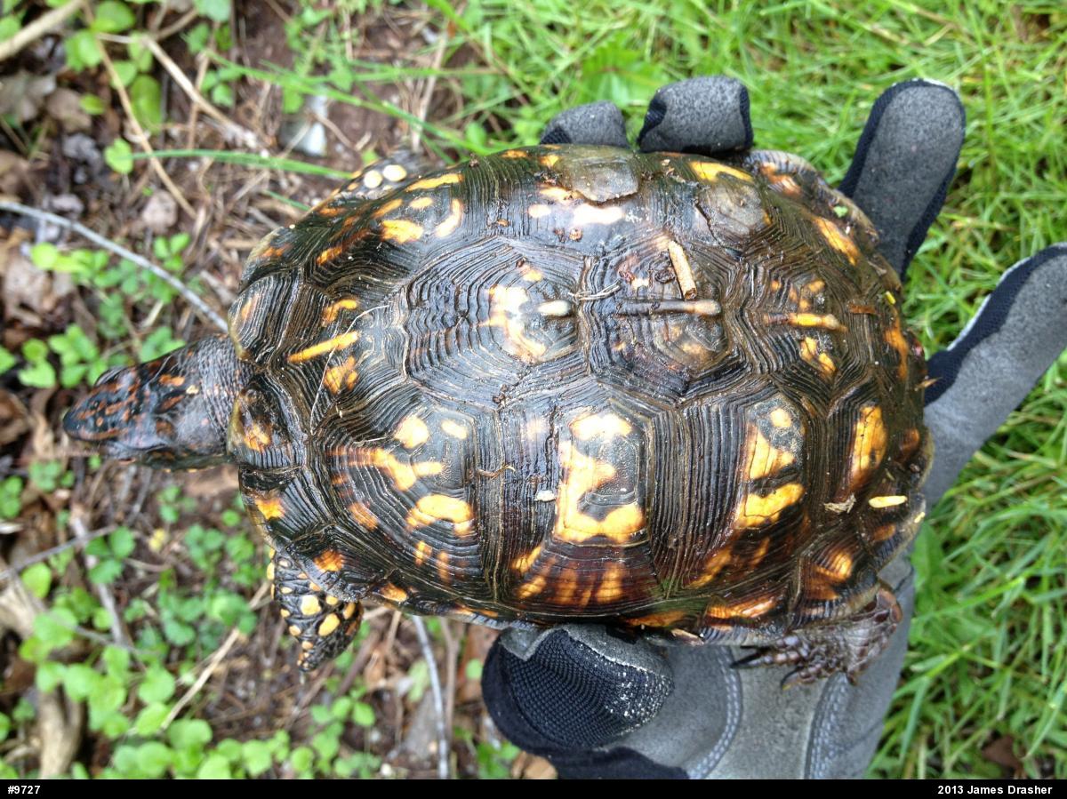 Eastern Box Turtle