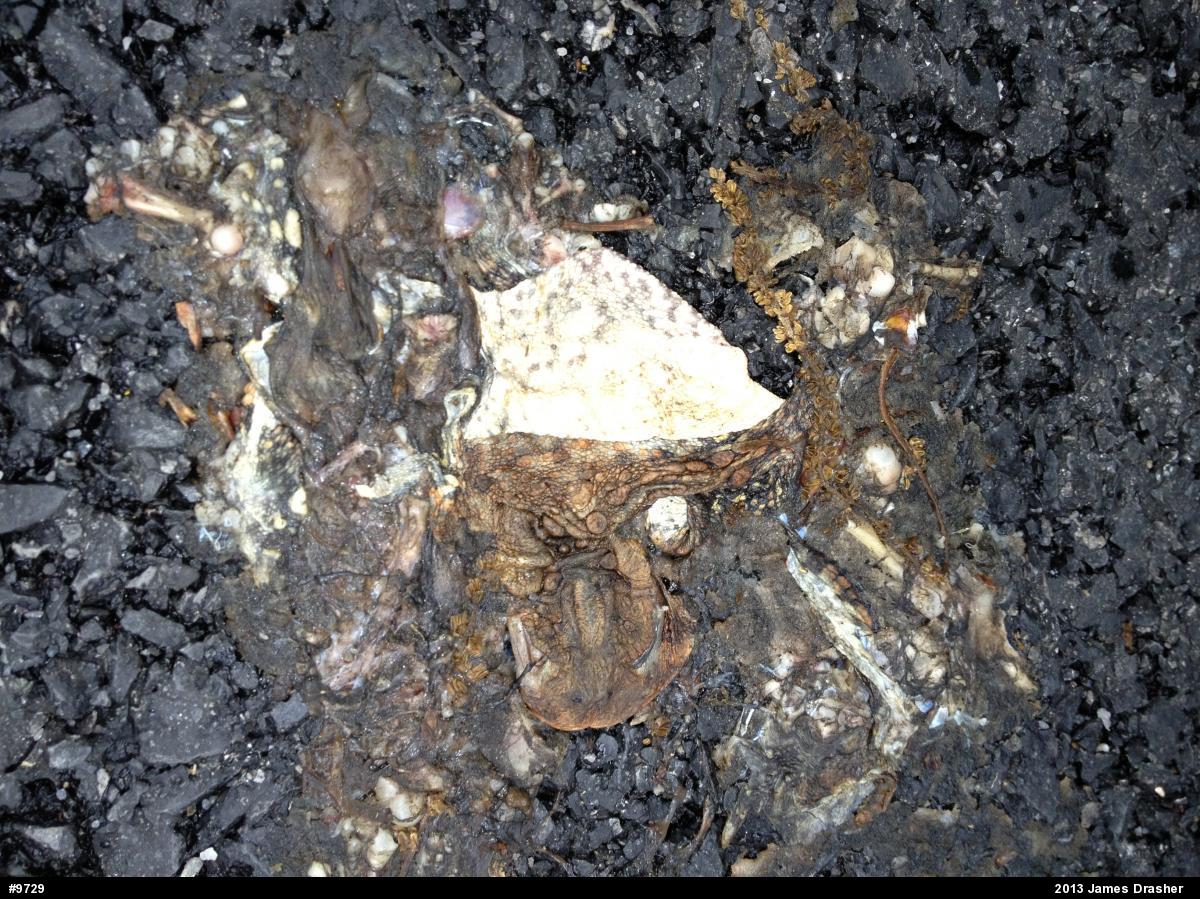 Eastern American Toad