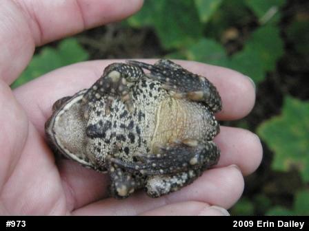Eastern American Toad