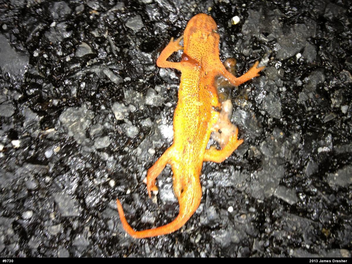 Red-spotted Newt