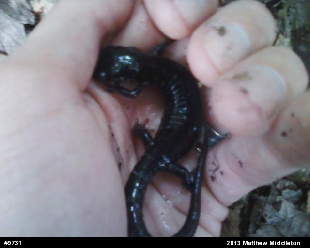 Wehrle's Salamander