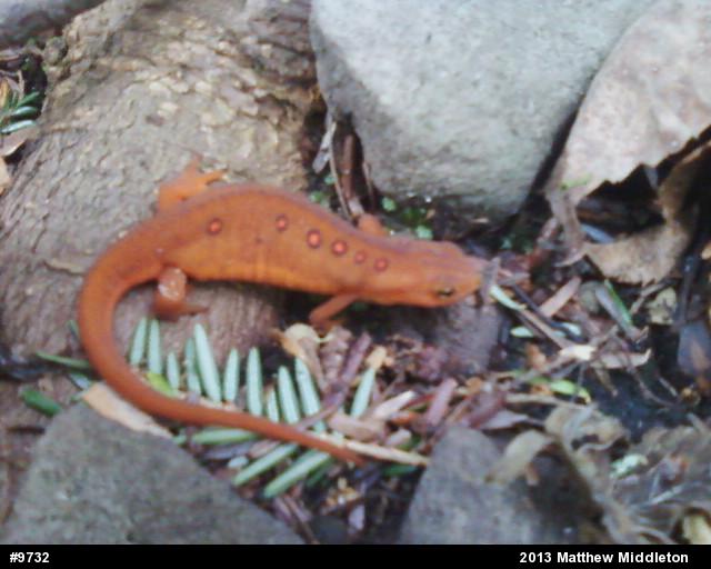 Red-spotted Newt