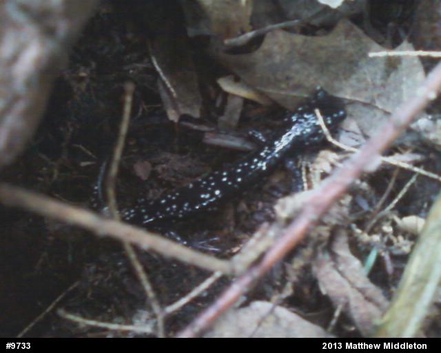 Northern Slimy Salamander