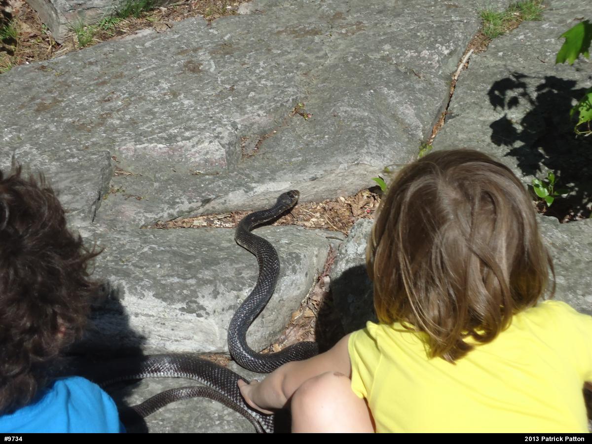 Eastern Ratsnake
