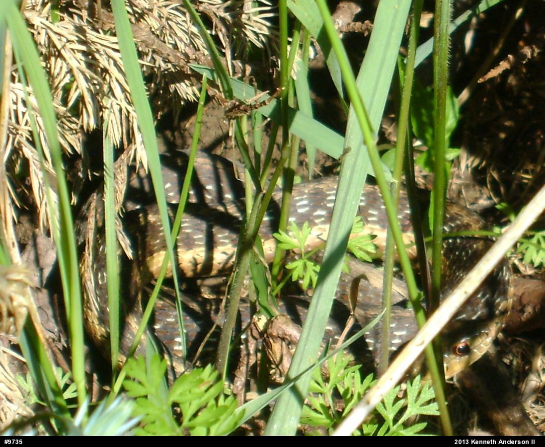Eastern Gartersnake